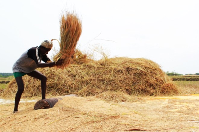 farmer+hand+threshing