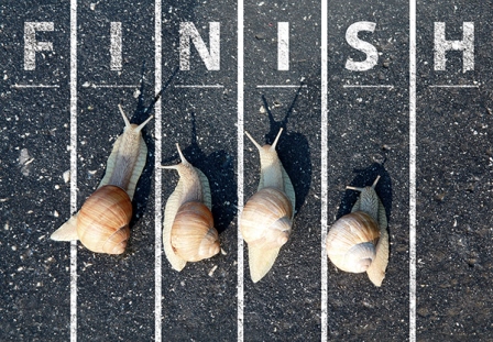 Snail Run Near The Finish Line